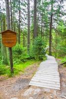 Panorama del bosque abetos en el pico de la montaña brocken harz alemania foto