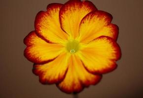 flor amarilla primer plano primula auricula familia primulaceae fondo moderno impresión de gran tamaño de alta calidad foto