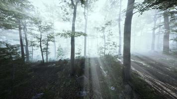 bosque mágico con rayos de luz a través de la madera por fpv drone video