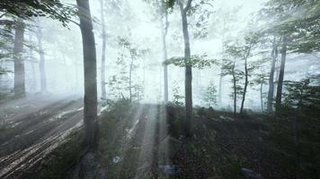 scena di volo fpv della foresta cinematografica della stagione autunnale video