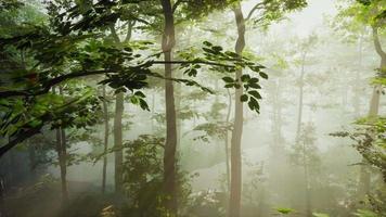 escena de vuelo fpv del bosque cinematográfico de la temporada de otoño video