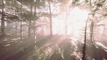 FPV Drone Weaving Through Tall Trees in a Forest video