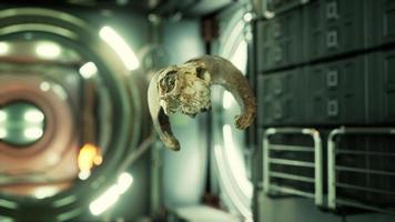 skull of dead ram in international space station video