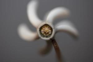 flor blanca primer plano fondo ciclamen hederifolium familia primulaceae alta calidad impresiones de gran tamaño foto