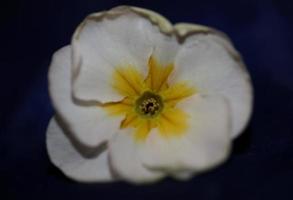 flor blanca primer plano primula familia primulaceae fondo moderno alta calidad impresión de gran tamaño foto