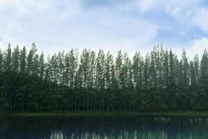 Landscape of a river with pine trees for background. Reflection of the pine trees on the water surface. Decorated with tall trees in the back under blue sky and white clouds for background. photo