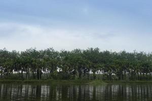 paisaje de un río con árboles de fondo. reflejo del bosque de árboles en la superficie del agua. decorado con árboles altos en la parte de atrás bajo un cielo azul y nubes blancas como fondo. foto