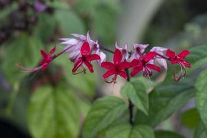 El nombre de la especie de espiga floral es pentas lanceolata forssk. deflectores flores de espiga roja con flores dobles. pocas flores por ramo en injerto y bajo las ramas de hojas verdes. foto