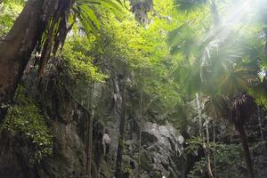 An upward view of a tree-covered cliff. The moisture of nature in the deep forest. photo