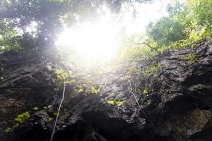 An upward view of a tree-covered cliff. The moisture of nature in the deep forest. photo
