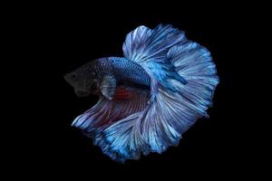 Beautiful betta fish or fighting fish moving moment of colourful half moon tail isolated on black background photo