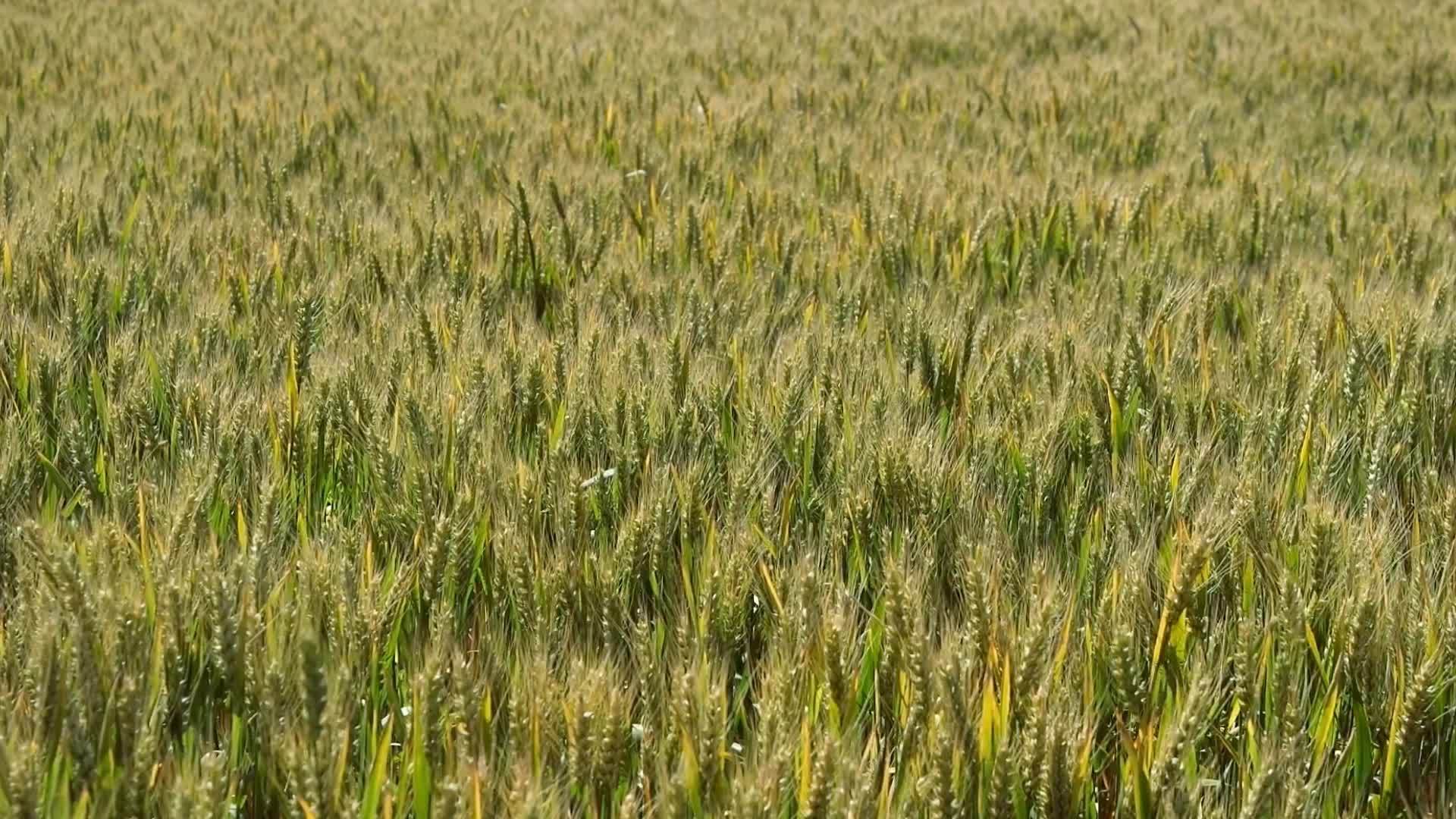 Field of unripe wheat in a light breeze. 8060005 Stock Video at Vecteezy