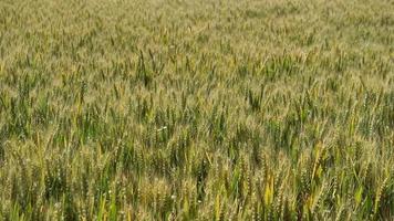 Field of unripe wheat in a light breeze. video