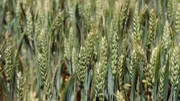 Summer light wind shakes the ears of unripe wheat. video