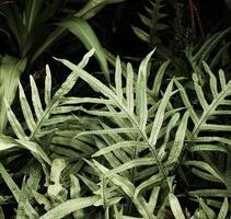 Fondo de hoja verde tropical, tema de tono oscuro. foto