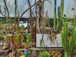 green cactus with sharp spikes or thorns in greenhouse photo