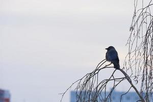 jackdaw se sienta en una rama de árbol contra un cielo gris y un paisaje urbano borroso. foto con espacio de copia.