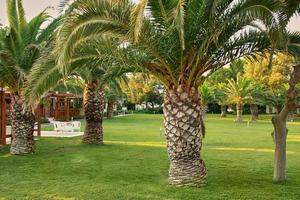 Empty hotel. Palm trees on site. Work ban due to the pandemic. photo