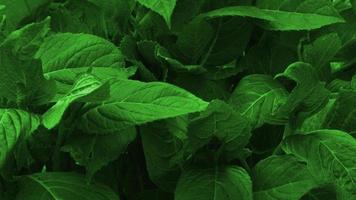 Green leaves texture background. Natural background and wallpaper photo