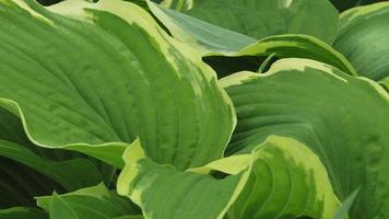 Green leaves texture background. Natural background and wallpaper photo