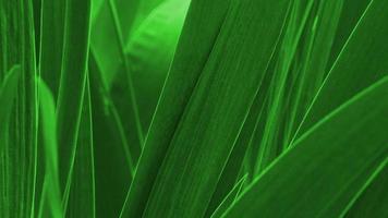 Green leaves texture background. Natural background and wallpaper photo