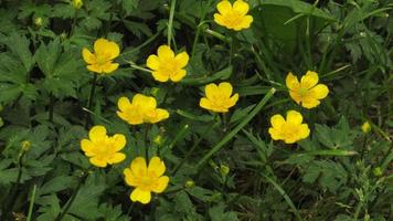 yellow flowers in green grass photo