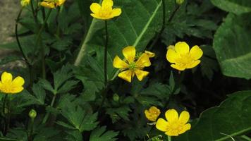 yellow flowers in green grass photo