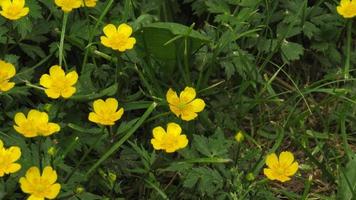 yellow flowers in green grass photo