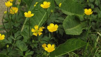 yellow flowers in green grass photo