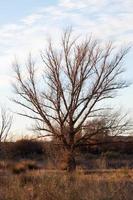 Tree without leaves in the countryside near Madrid photo