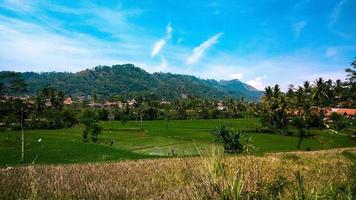 This photo, taken on October 25, 2020, shows a view of rice fields belonging to residents in Cipongkor, West Java Province. Indonesian photo