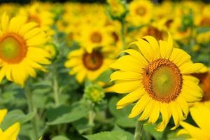 Sunflower field in a sunny day photo