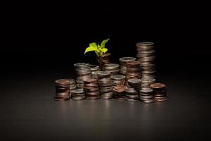 plant growing from coins photo