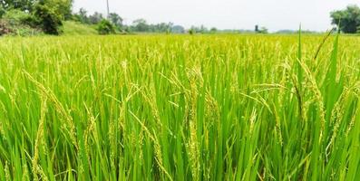 rice field in green wide shot with grain and rice flower no people for background image photo