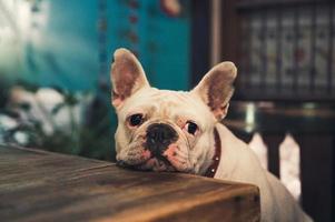 bulldog francés blanco sentado y esperando en una mesa de madera foto