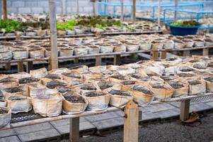 Row of planting sacks with fertilizer on shelves in greenhouse photo