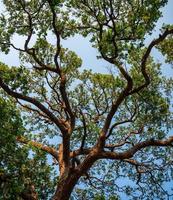 Below of branch of Rain Tree, Samanea Saman green leaves with brown trunk and blue sky photo