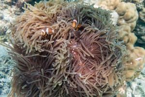 Clownfish swimming in coral reef photo