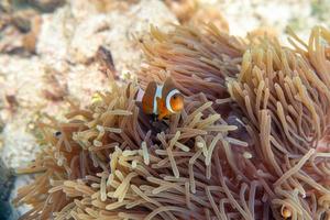 Clownfish swimming in coral reef photo