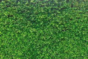 Green leaves wall panorama for art work and backdrop design nature theme photo