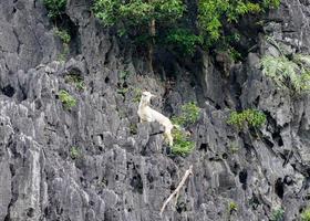 White young goat climbing on mountain photo
