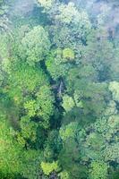 Aerial view of tropical rainforest in fog day photo