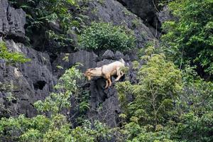 Goat climbing on limestone mountain photo