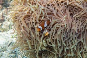 Clownfish swimming in coral reef photo