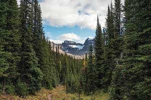 profundo bosque de pinos con montañas rocosas en el parque provincial de assiniboine foto