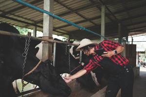 agricultor que usa tableta para controlar su ganado y la calidad de la leche en la granja lechera. industria agrícola, concepto de agricultura y ganadería, vaca en la granja lechera comiendo heno, establo. foto