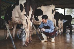 agricultor masculino revisando su ganado y la calidad de la leche en la granja lechera. industria agrícola, concepto de agricultura y ganadería, vaca en la granja lechera comiendo heno, establo. foto