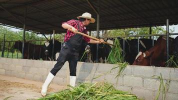 male farmer pitching hay to the cattle in the barn at dairy farm. Agriculture industry, farming and animal husbandry concept ,Cow on dairy farm eating hay. Cowshed. photo