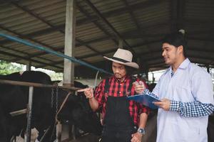 Veterinarian checking on his livestock and quality of milk in the dairy farm .Agriculture industry, farming and animal husbandry concept ,Cow on dairy farm eating hay,Cowshed. photo