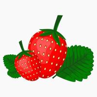 Editable Strawberry Fruit with Its Leaves Vector Illustration for Healthy Life or Farming Related Design